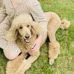 Puffin  - Poodle