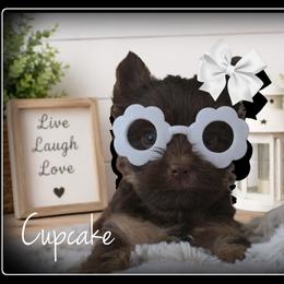 Cupcake - Chocolate and tan female Yorkshire Terrier puppy in Warren, Michigan from Danielle's Yorkie Babies