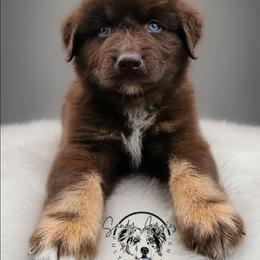Snickers - Red tri-color male Australian Shepherd puppy in Fultonville, New York from Sandy Aussies & Pomeranians