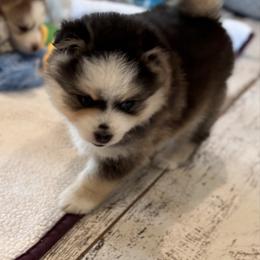 Ginger Spice - Wolf sable female Pomsky puppy in Gunter, Texas from The Painted Pomsky