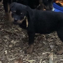 Yellow collar - Black and mahogany female Rottweiler puppy in Hermitage, Tennessee from Morris Rottweilers