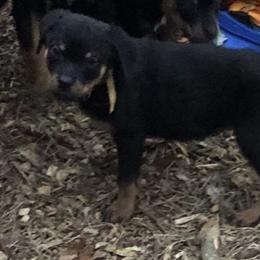 Yellow collar - Black and mahogany female Rottweiler puppy in Hermitage, Tennessee from Morris Rottweilers