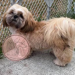 Shih Tzu Puppies from Shurbeez Shih Tzu