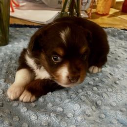 Brownie - Red tri-color male Miniature American Shepherd puppy in Monroe, Utah from Shawnkara Australian Shepherds & Miniature American Shepherds