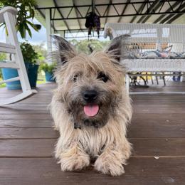 Gator - Cairn Terrier