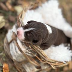 Morgan - male Australian Mountain Doodle puppy in Greenville, South Carolina from Sammi Sweet Doodles