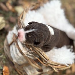 Morgan - male Australian Mountain Doodle puppy in Greenville, South Carolina from Sammi Sweet Doodles