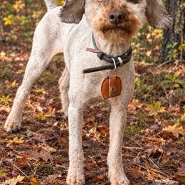 Koda - Brown male Poodle puppy in Clemson, South Carolina from Love Tallulah Sheepadoodles LLC