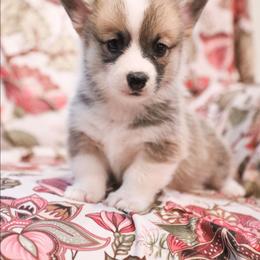 Cedar - Sable male Pembroke Welsh Corgi puppy in Plains, Montana from Diamond Corgis