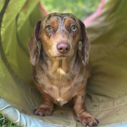 Rosie- AKC - Dapple female Dachshund puppy in Cleveland, Georgia from Memaw’s Minis Babies Doxies