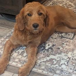Alli - Goldendoodle