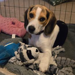 Capri - Black red and white female Beagle puppy in Bethany, Missouri from Fox Creek Beagles