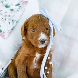 Goldendoodle Puppies from Beloved_doodles_WA