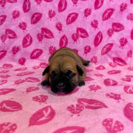 Female 5 - Red female Staffordshire Bull Terrier puppy in Lakeland, Florida from English Creek Staffords