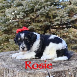 Rosie - Black and white female Bernedoodle puppy in Heyworth, Illinois from Cobble Creek Puppies