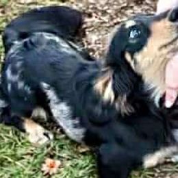 Dachshunds and Poodles from Angel Blue Dogs