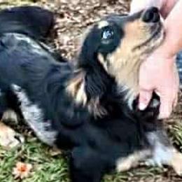 Dachshunds and Poodles from Angel Blue Dogs