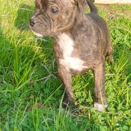 Staffordshire Bull Terrier Puppies from Sequoia Staffords