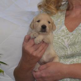 Pink - Golden female Golden Retriever puppy in Webster City, Iowa from Whispering Pines Precious Puppies