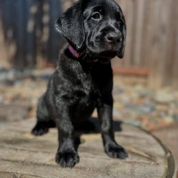 Izzie (Pink Collar) - Black female Labrador Retriever puppy in Galt, California from On My Side Kennels
