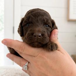 Red collar - Chocolate male Goldendoodle puppy in Christiana, Tennessee from Rechlicz Family Doodles