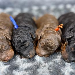 Poodle puppies from Golden Vista Dogs LLC
