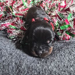 Red girl - Black and tan female Rottweiler puppy in Peoria, Arizona from Von Diamond Hearts Rottweilers