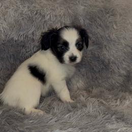Clayton - White black and tan male Papillon puppy in Howe, Oklahoma from Southern Sweet Papillons