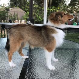 Shetland Sheepdog All Grown Up from Yardart Shelties