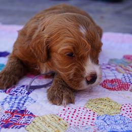 Flynn - Red  male Goldendoodle puppy in Lancaster, Pennsylvania from Henriquez Puppies