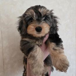 Alastar - Blue roan and tan male Cockapoo puppy in Little Valley, New York from Velvet Moon Cockapoos