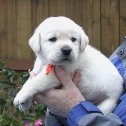 Labrador Retriever Puppies from ReiMur Labradors