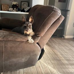 Biscuit - Miniature Schnauzer