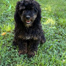 Copper - Black white and tan male Cockapoo puppy in West Plains, Missouri from The Royal Kennel