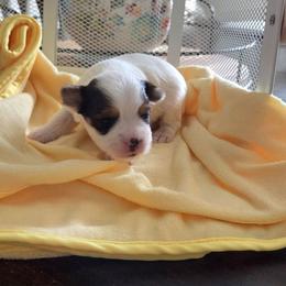 Fawn - Parti female Yorkshire Terrier puppy in Clarksburg, Indiana from Hidden Gems Parti Yorkies