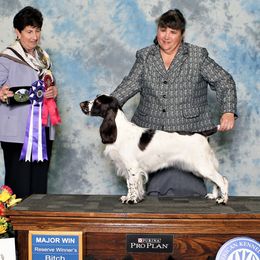 Seven - Field Spaniel