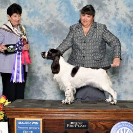Seven - Field Spaniel