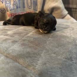 Froggie - Black male Cocker Spaniel puppy in Columbia, South Carolina from Fleur de Lis Cockers- Cuchna Cockers