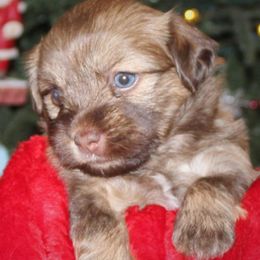 Havanese Puppies from Cloud 9 Havanese