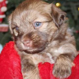 Havanese Puppies from Cloud 9 Havanese