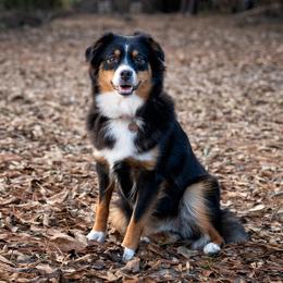 Chloe - Miniature Australian Shepherd