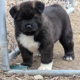 Akita Puppies from Akita Kai Magic
