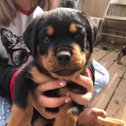 Rottweiler Puppies from Nicolle Stone