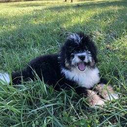 Bear Bam Bam - Bernedoodle
