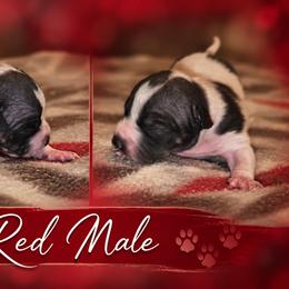 Red Male - White and black male American Hairless Terrier puppy in Alabama from Flipside Dogs