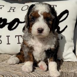 Red Boy - Blue merle male Bernedoodle puppy in Fort Gibson, Oklahoma from Waggle Doodles
