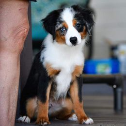 Miniature Australian Shepherd and Toy Australian Shepherd Puppies from Ripple Creek