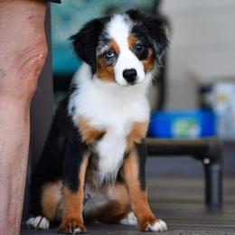 Miniature Australian Shepherd and Toy Australian Shepherd Puppies from Ripple Creek