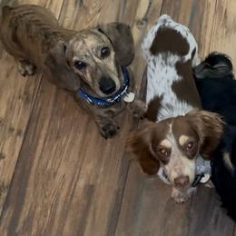 Dachshund puppies from Long Little Doggies