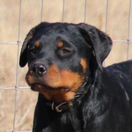 Greater Swiss Mountain Dogs and Rottweilers from Cornerstone Kennels